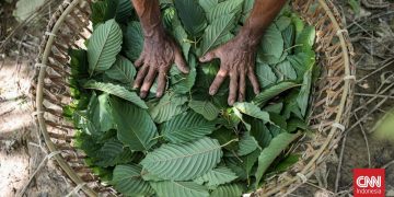 Luhut Ungkap Indonesia Segera Lakukan Hilirisasi Kratom dan Kemenyan