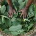 Luhut Ungkap Indonesia Segera Lakukan Hilirisasi Kratom dan Kemenyan