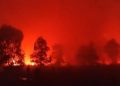 Karhutla Mengancam Jalur Gajah dan Rusa di Taman Nasional Way Kambas Lampung