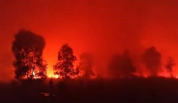 Karhutla Mengancam Jalur Gajah dan Rusa di Taman Nasional Way Kambas Lampung