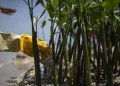 Pejabat Kemenhut Dilantik Sebagai Kepala Badan Pengelola Gambut dan Mangrove