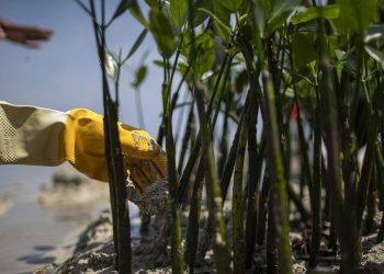 Pejabat Kemenhut Dilantik Sebagai Kepala Badan Pengelola Gambut dan Mangrove