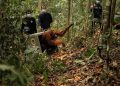 Terancam Karhutla, 8 Orangutan Dipindahkan ke Hutan Lindung Ketapang
