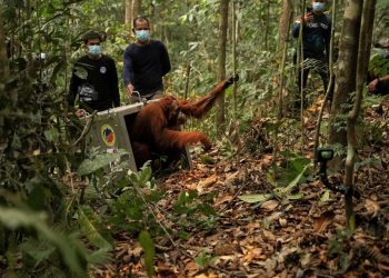 Terancam Karhutla, 8 Orangutan Dipindahkan ke Hutan Lindung Ketapang