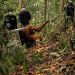 Terancam Karhutla, 8 Orangutan Dipindahkan ke Hutan Lindung Ketapang